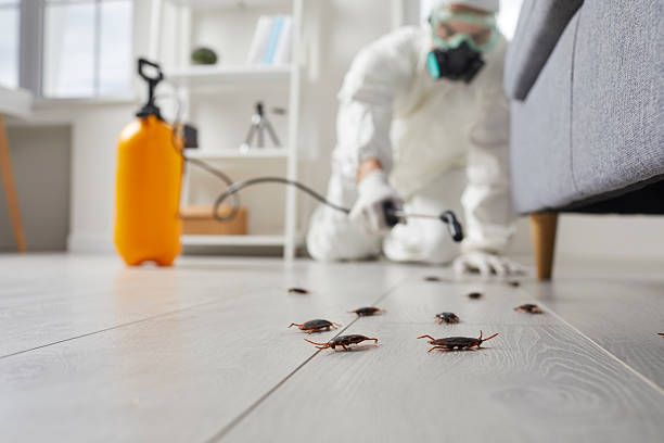 Post-Treatment Bed Bug Interceptor Monitoring in New Port Richey